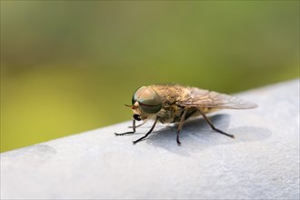 Common Horse Fly