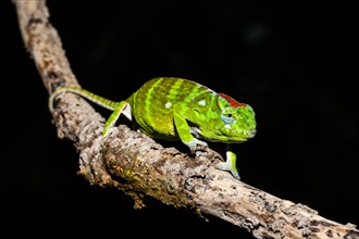 Petter's chameleon