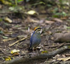 Blue pitta