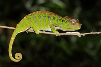 Labord's chameleon