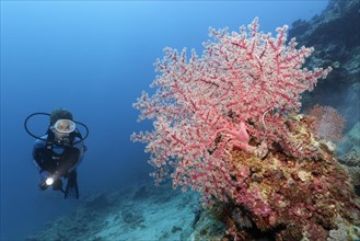 Diver looking at cherry blossom coral