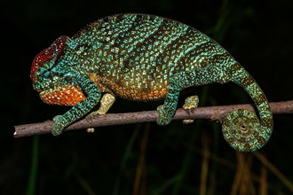 Pregnant female two-horned chameleon