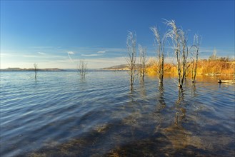 Geiseltalsee in autumn with dead trees in water
