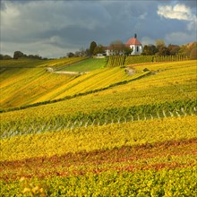 Vineyards in autumn