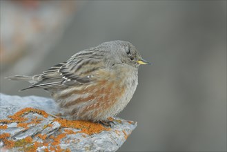 Alpine Accentor