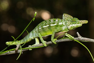 Labord's chameleon