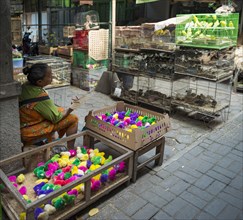 Colorfully colored chicks and bird cages with birds at sales stall