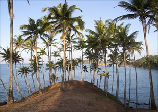 Palm trees on a hillside by blue ocean
