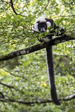 Black-and-white ruffed lemur