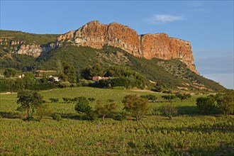 Vineyards with Soubeyranes cliffs