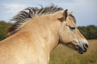 Norwegian Fjord pony