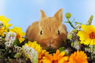 Brown dwarf rabbit sitting in marigold