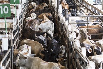 Cramped cattle in auction hall