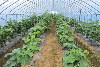 Cucumber cultivation in the foil tunnel