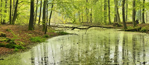 Swamp in semi-natural beech forest