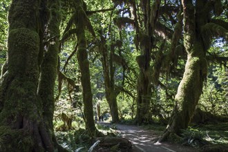 Footpath through draped with moss trees in the Hoh Rainforest