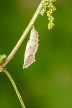 Caterpillar in chrysalis