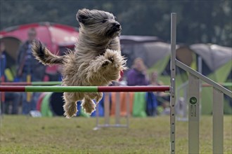 Dog jumping over bar at Agility tournament