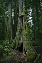 Tall ancient Douglas fir tree