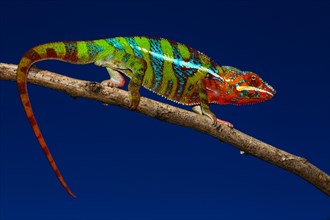 Male panther chameleon