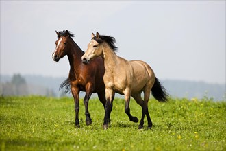 Brown and dun Morgan horses trotting