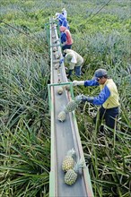 Workers putting pineapples on a conveyor belt