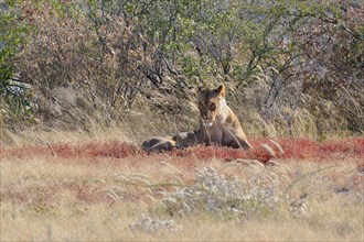 African Lion