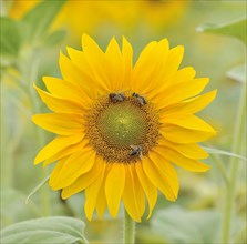 Sunflower with bees