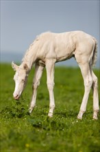 Cremello Morgan horse foal eating grass