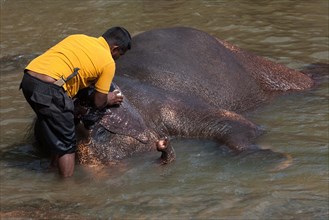 Mahout cleans Asian elephant