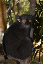 Male black lemur