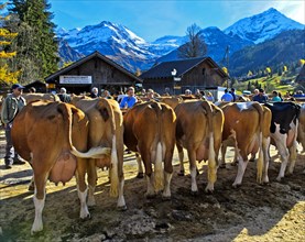 Simmental cows at a cattle show