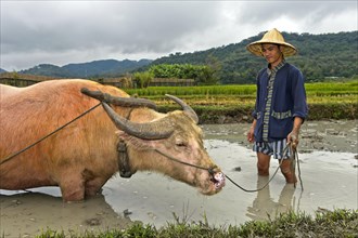 Rice farmer and water buffalo standing knee-deep in mud in a rice field