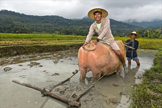 Young man sitting on a water buffalo in a rice field