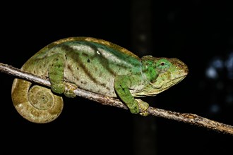 Female chameleon