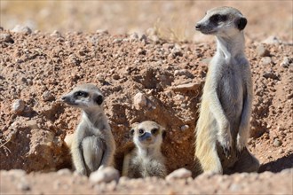 Meerkats