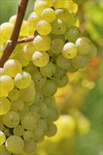 Close-up of grape vine with Riesling grapes near Bremm