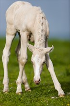 Cremello Morgan horse foal eating grass