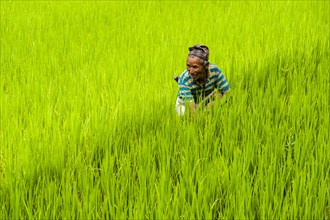 Man is working in green terrace rice fields