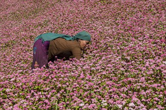 Female farmer working in blossoming pink buckwheat field