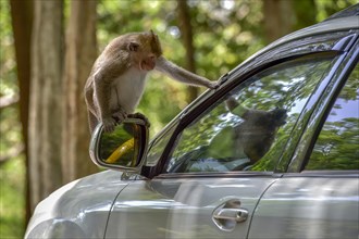 Monkey sitting on side-view mirror of a car