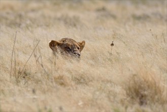 African lion