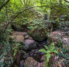 Forest with ferns by river