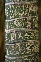 Carved initials in tree bark