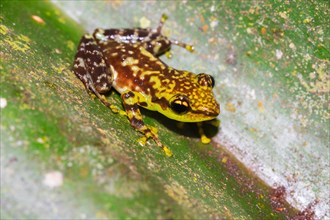 Mantellid frog in plant