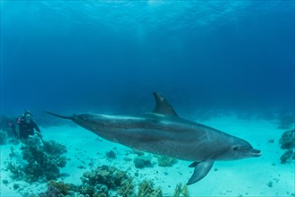 Bottlenose dolphin