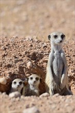 Meerkats