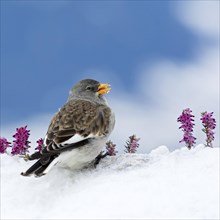White-winged snowfinch