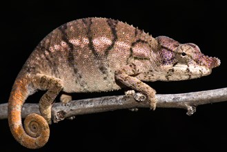Rhino chameleon