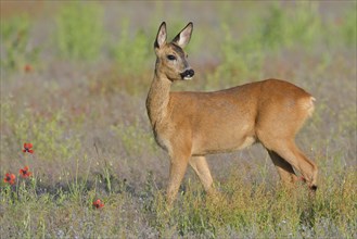 European roe deer